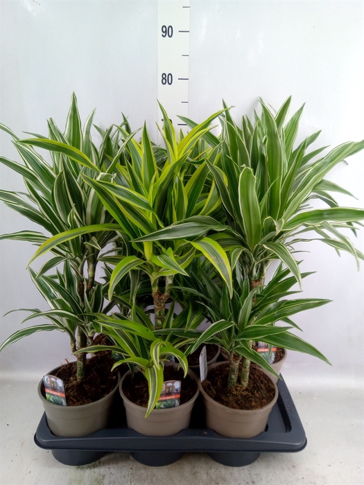 Dracaena   ...mix