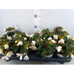 Begonia boliv. 'Beauvilia White'