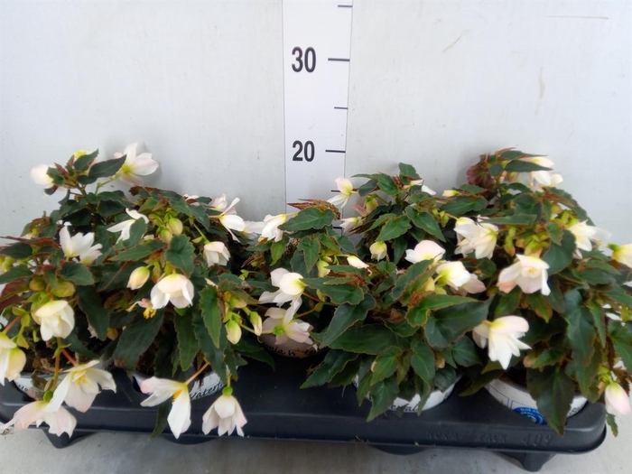 <h4>Begonia boliv. 'Beauvilia White'</h4>