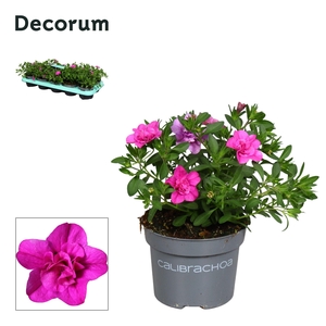Calibrachoa - 10,5 cm - Double Pink - Decorum