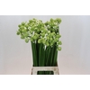 Ornithogalum Saundersiae