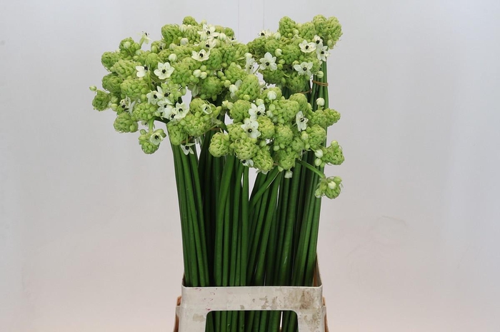<h4>Ornithogalum Saundersiae</h4>