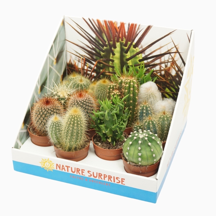 <h4>Cactus Gemengd Showdoos</h4>