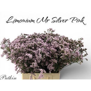 LIM MR SILVER PINK