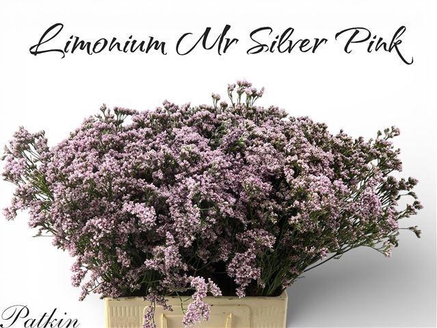 <h4>LIM MR SILVER PINK</h4>