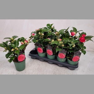 CAMELLIA JAPONICA