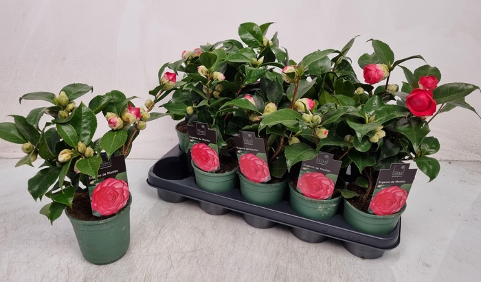 <h4>CAMELLIA JAPONICA</h4>