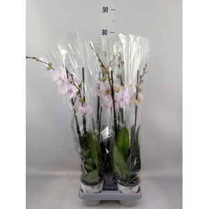Phalaenopsis  'Manta Ambon'