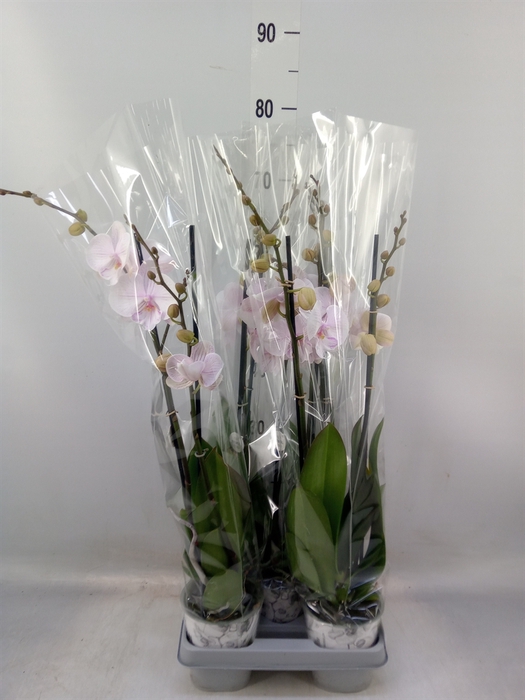 <h4>Phalaenopsis  'Manta Ambon'</h4>