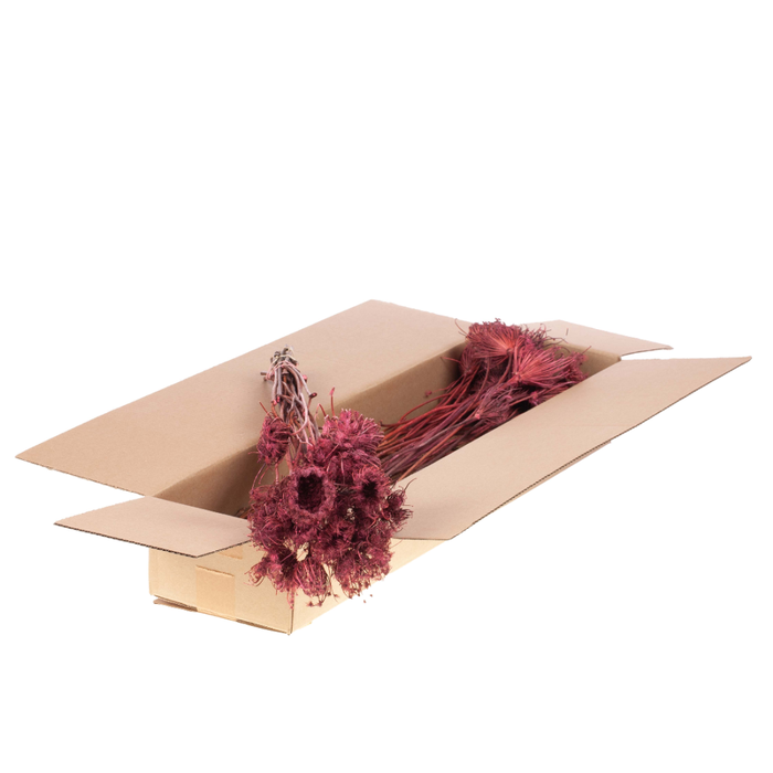 <h4>Ammi Majus Sb Pink</h4>