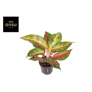 Aglaonema Eyecatcher Red