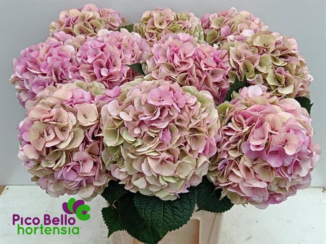 <h4>HYDR M MY VIENNA CL</h4>