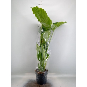 Alocasia gageana