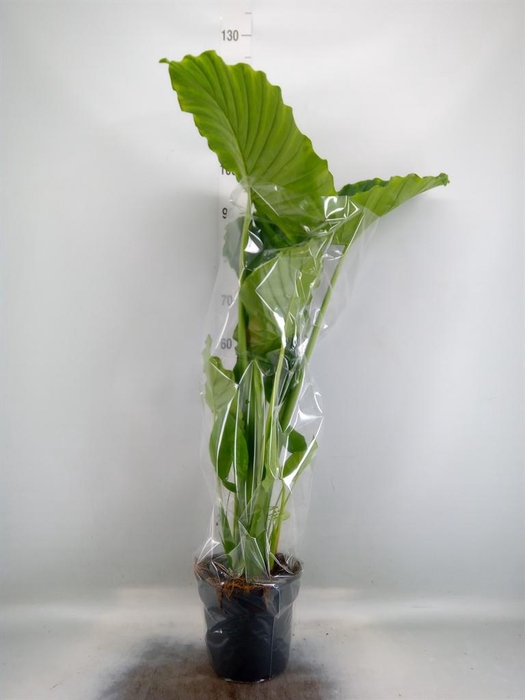 <h4>Alocasia gageana</h4>