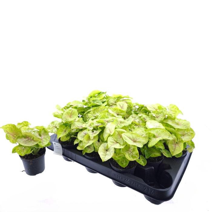 <h4>SYNG GOLDEN ALLUSION</h4>