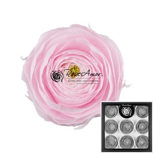 Pr 2 Ranunculus Pin89