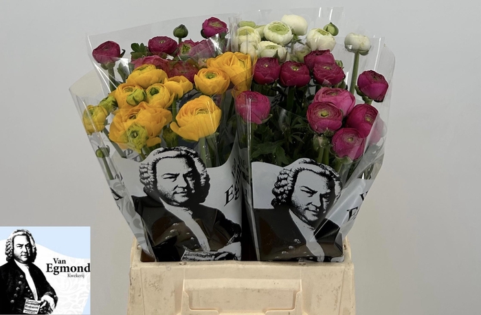 <h4>RAN GEM IN FUST</h4>