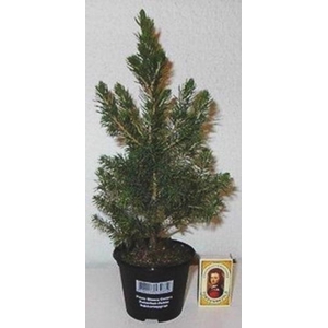 PICEA GLAUCA p9