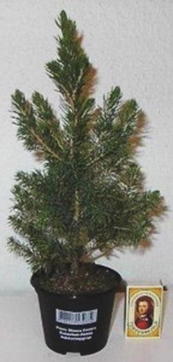 <h4>PICEA GLAUCA p9</h4>