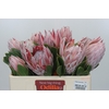 Protea Cynaroides
