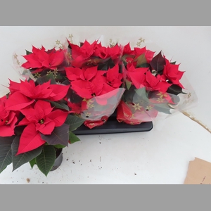 EUPHOR P CHR UNIVERS