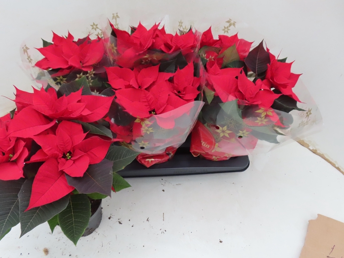 <h4>EUPHOR P CHR UNIVERS</h4>