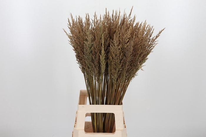 <h4>Calamagrostis</h4>