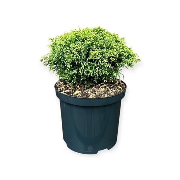 <h4>Chamaecyparis p. 'White Pygmy'</h4>