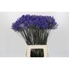 Agapanthus Dark Ocean