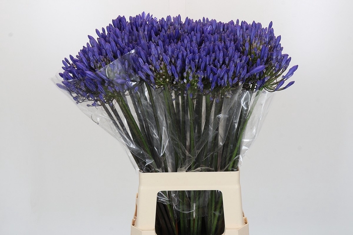 Agapanthus Dark Ocean