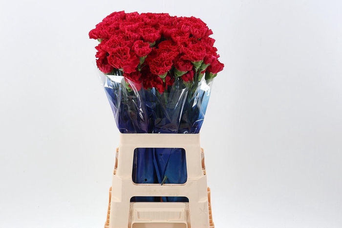 <h4>Di St Zepelin Hi</h4>