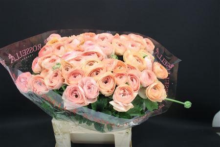 <h4>Cloni Extra Nuance</h4>