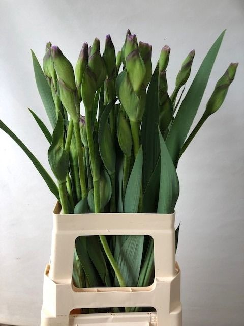 <h4>IRIS BUITEN OV</h4>