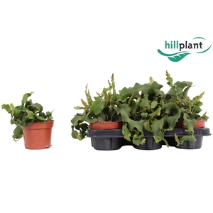 EPIPHYLL GUAT MONSTR