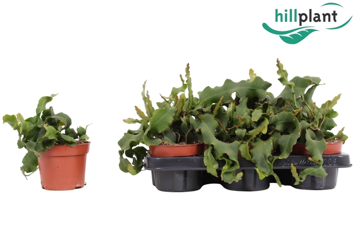 <h4>EPIPHYLL GUAT MONSTR</h4>