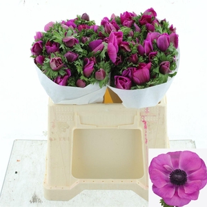 ANEM CO MIS + FUCSIA