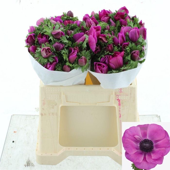 <h4>ANEM CO MIS + FUCSIA</h4>