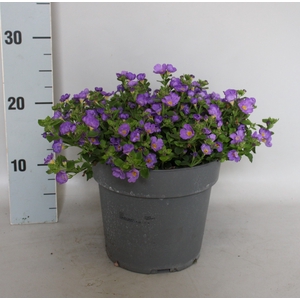 Perkplanten 19 cm Bacopa Violet