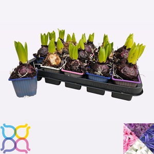 HYACIN PEAR GEM 4 KL