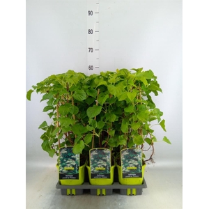 Hydrangea anomala subsp. petiolaris