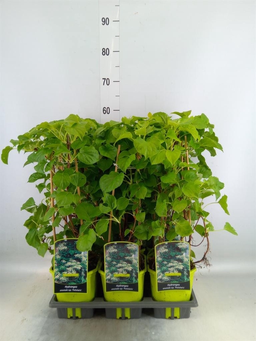 <h4>Hydrangea anomala subsp. petiolaris</h4>