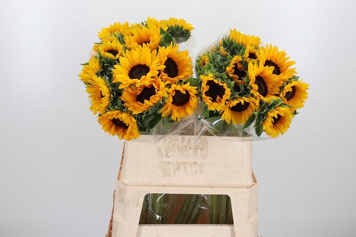 <h4>Helian An Orange Fir</h4>