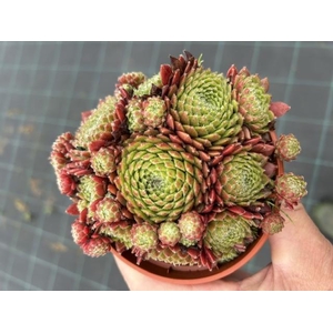 SEMPERVIVUM-HYBRID p12 summer