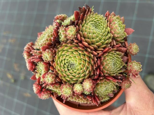 <h4>SEMPERVIVUM-HYBRID p12 summer</h4>