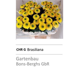 CHR G BRASILIANA ANGEBOT