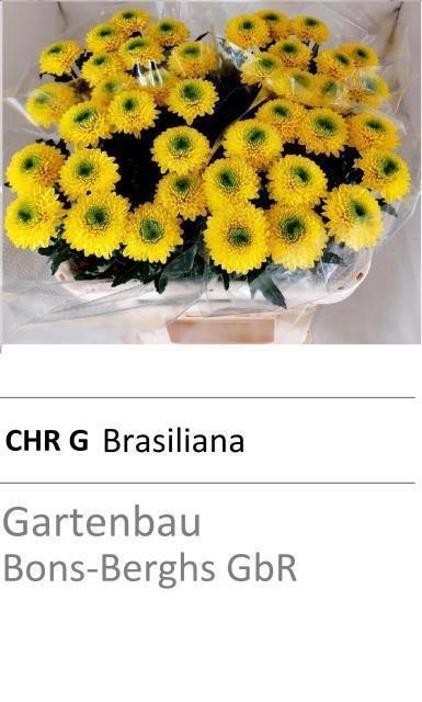 <h4>CHR G BRASILIANA ANGEBOT</h4>