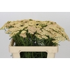 Achillea Millefolium Lachsschönheit