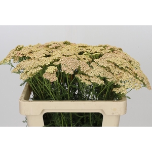 Achillea Millefolium Lachsschönheit