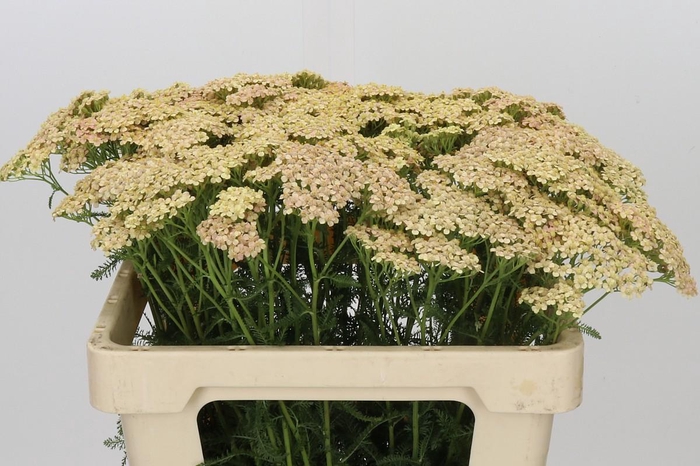 <h4>Achillea Millefolium Lachsschönheit</h4>