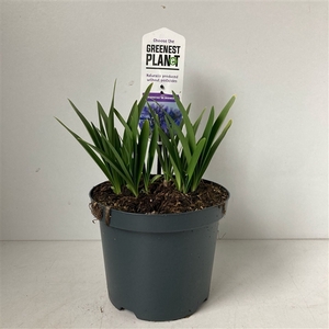 Agapanthus 'Dr Brouwer'